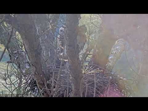 5/19/2021~Leucistic Red-Tailed Hawk~8:19:31 AM #1 Branched!