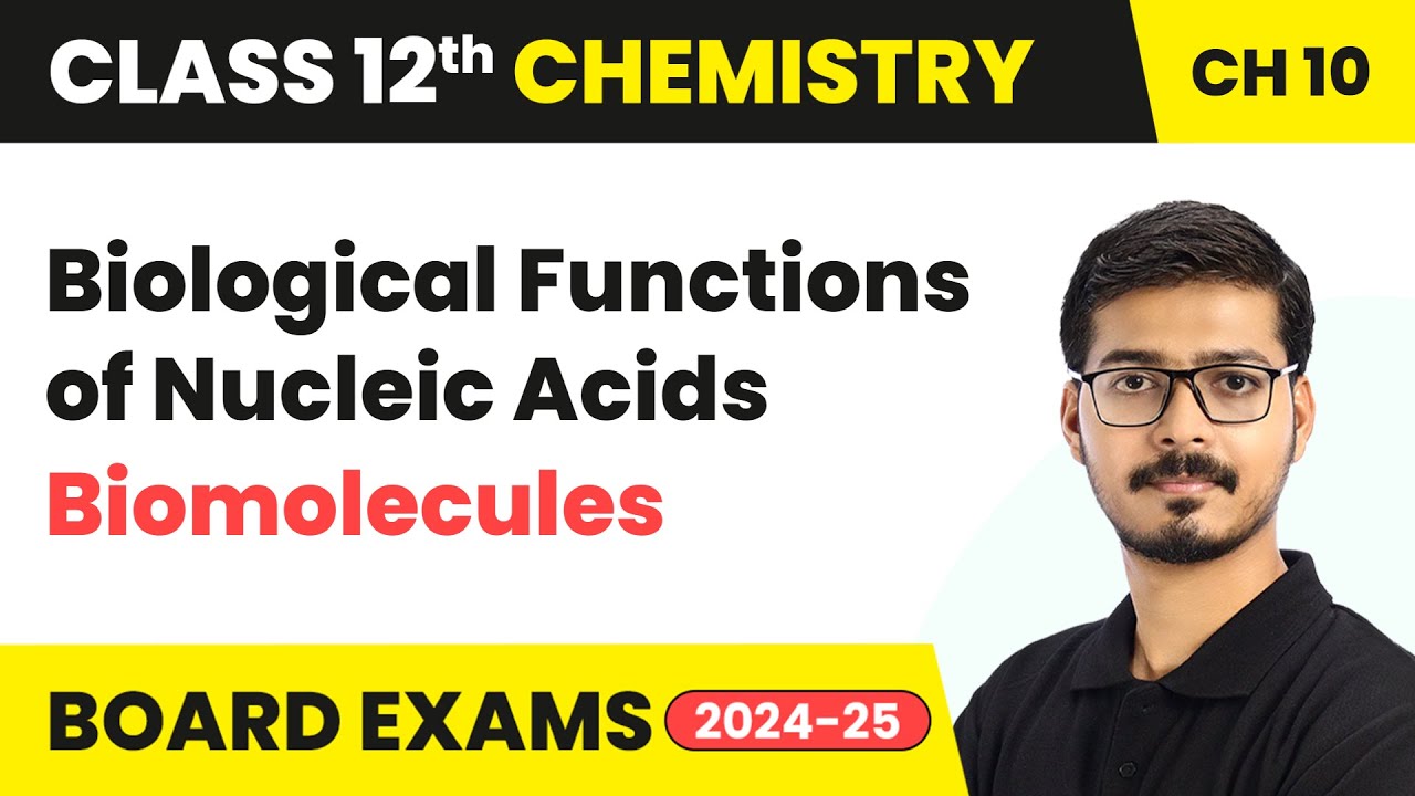 Biological Functions of Nucleic Acids - Biomolecules | Class 12 Chemistry Chapter 10 | CBSE 2024-25