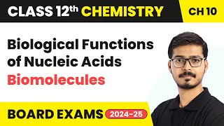 Biological Functions of Nucleic Acids - Biomolecules | Class 12 Chemistry Chapter 10 | CBSE 2024-25