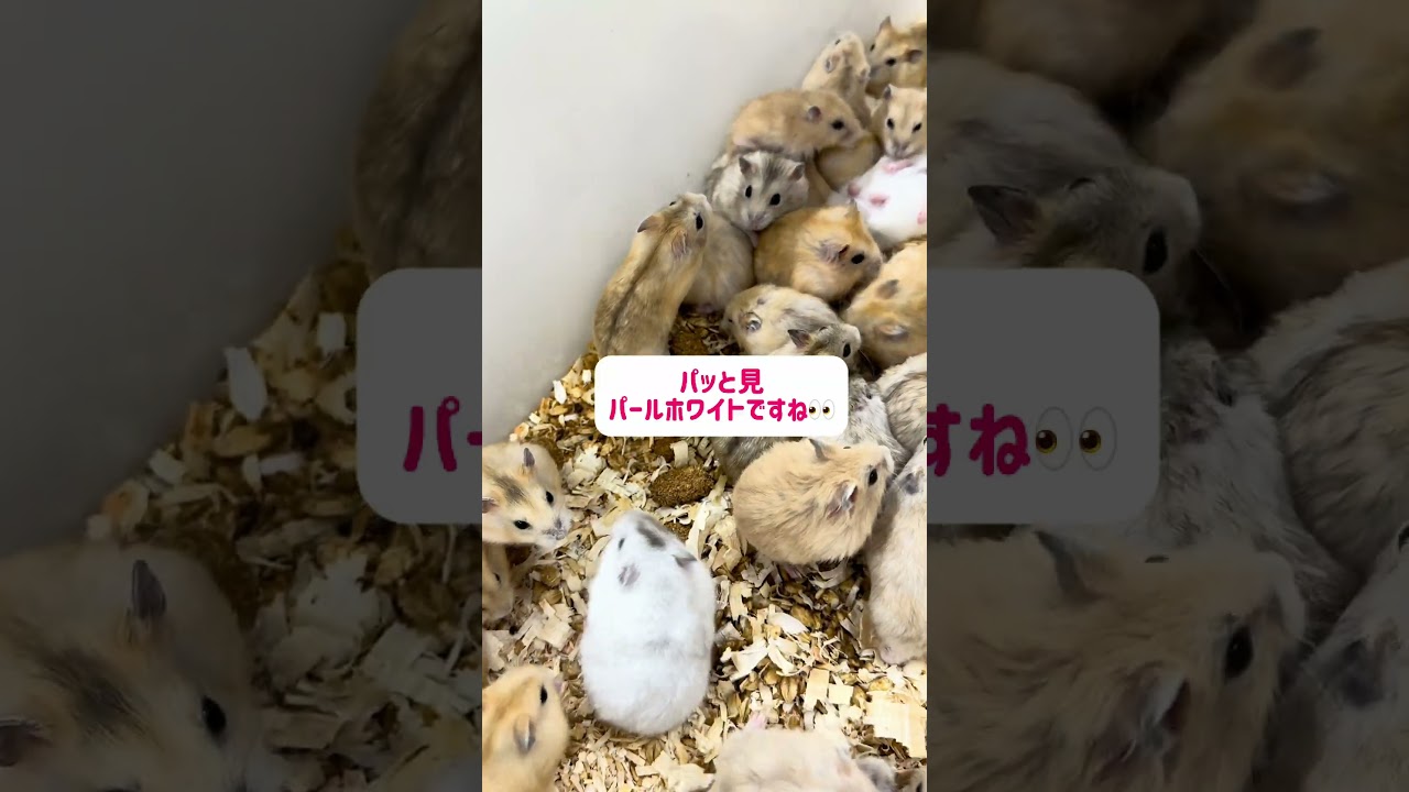 #ハムスター好きと繋がりたい #ハムスター #ハムスター日記 #ハムスターかわいい面白い #かわいい #ハムスターのいる生活 #癒し #ドワーフハムスターショート動画 #ハムスターの赤ちゃん