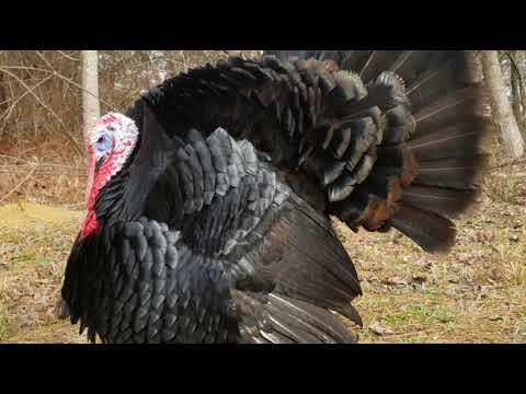 , title : 'Black Turkey | Thanksgiving Special'
