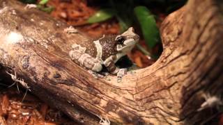 ZOO MED Reptivite 56g