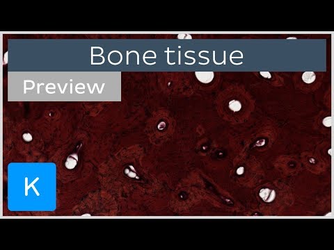Bone tissue: structure, histology and anatomy (preview) | Kenhub