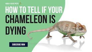How To Tell If Your Chameleon Is Dying