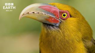 Birds In The Wild | A Calming Instrumental Nature Experience | BBC Earth Relax