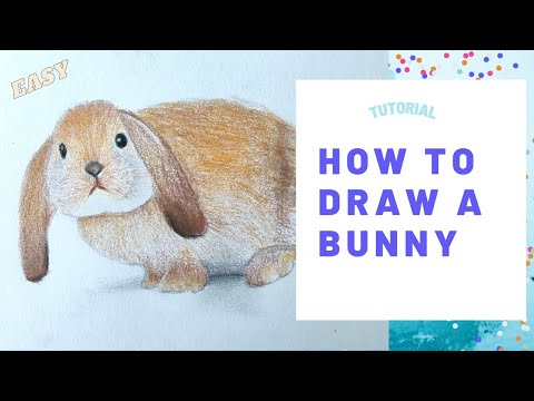 How to draw a realistic rabbit