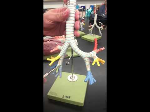 Anatomy of the respiratory system Bronchial tree model