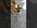 I Want To Save Them All Sad Stray Dogs Mexico Travel Rescuedog Savethedog Rescue