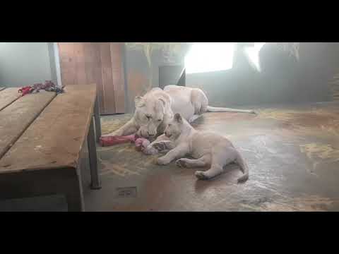 Lev jihoafrický, lvice a lvíčata, ZOO Hodonín