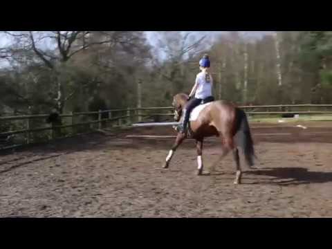 Flatwork Exercises for a Responsive Horse