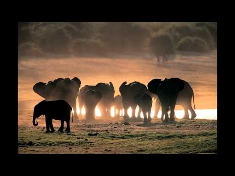 Ten Walls vs. James Holden - Nothing With Elephants (AlgisB mashup)