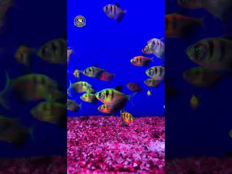 Video Thumb