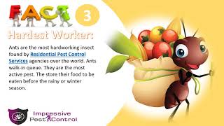 Interesting Facts You Should Know About Ants