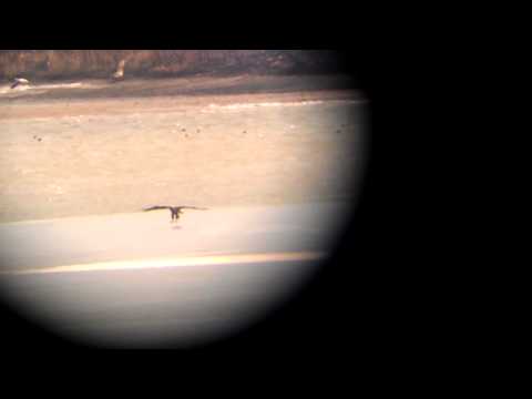 Birding Slovakia - Haliaeetus albicilla - Orliak morský