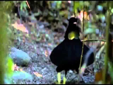 Alphaville - Heaven On Earth