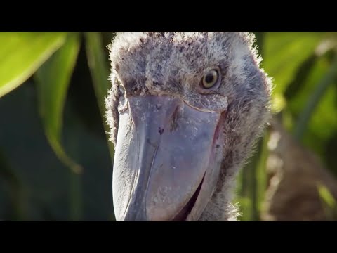 image-How long do black storks live for?