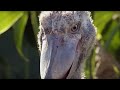 The Dark Side Of Shoebill Chicks Africa BBC Earth