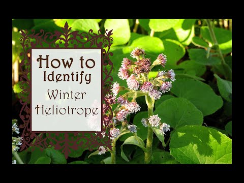 How to identify Winter heliotrope