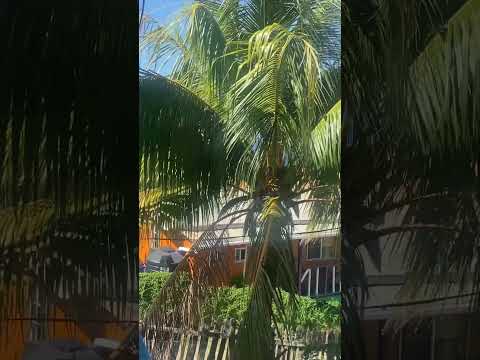 #Elvis music can be heard all over #Mayreau Island #Caribbean