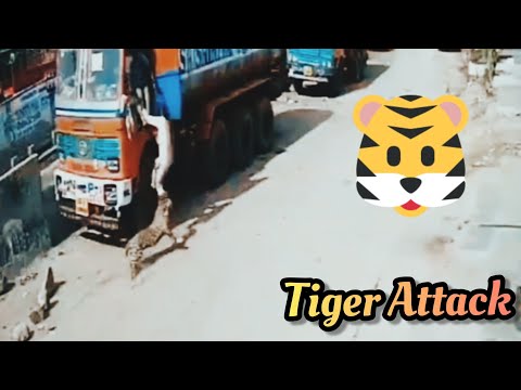 Hyderabad tiger attack || DOG vs TIGER || GALI KA SHER || INDIAN DOG || CCTV????????????