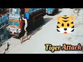 Hyderabad tiger attack || DOG vs TIGER || GALI KA SHER || INDIAN DOG || CCTV🐯🐯🐅