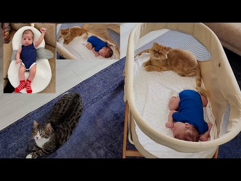 The cat who thinks the baby's crib is her bed and the other cat who thinks she is the baby's sitter.