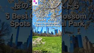 #春 #ニューヨーク #newyork #cherryblossoms #セントラルパーク #桜 #nyc #マンハッタン #centralpark #bestspot #spring  #2026