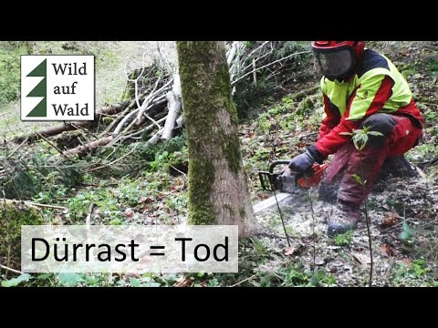 🌲Esche Fällen mit Husqvarna und Makita Schlagschrauber #wildaufwald