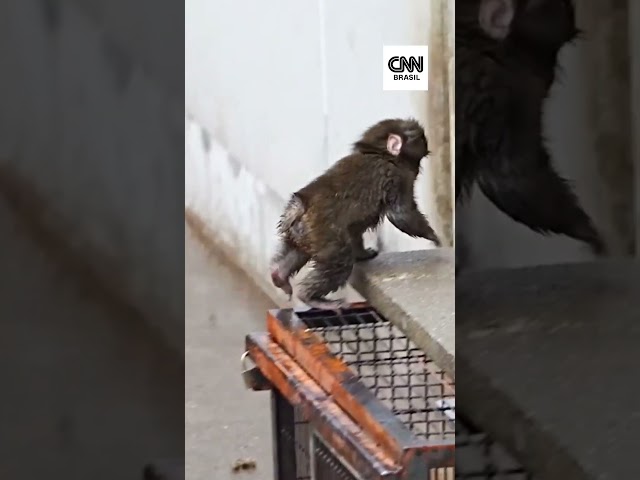 Macaco “adota” pelúcia após morte da mãe e rejeição em zoológico