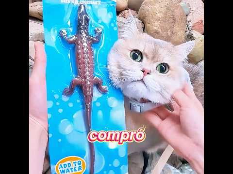 Este gato protegió a su dueño de la forma más inesperada.#cat #funny #cute #shorts