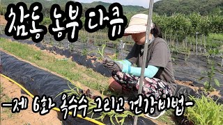 참동다큐 6화 옥수수 그리고 건강비법 (부제:구기자차)