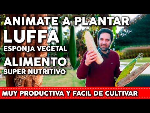 Como plantar LUFA o ESTROPAJO - Esponja Vegetal y Alimento