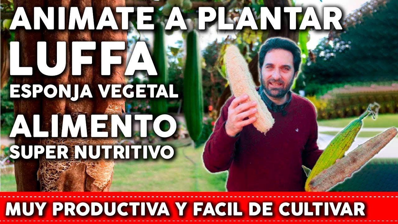How to plant LUFA or SCRUBBER - Vegetable Sponge and Food