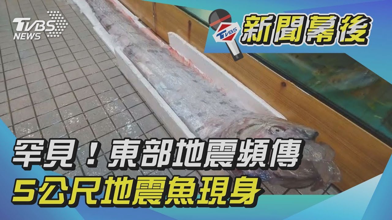 台東才傳5.4地震 身長近5公尺地震魚「游進」魚場