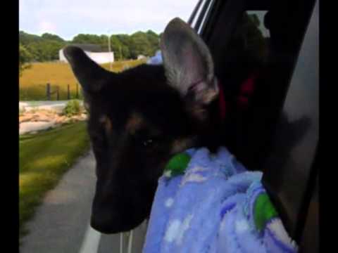 Max's dream come true