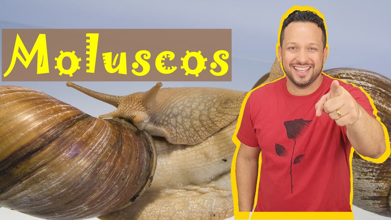 Moluscos - Filo Mollusca - Características Gerais - Invertebrados - Zoologia
