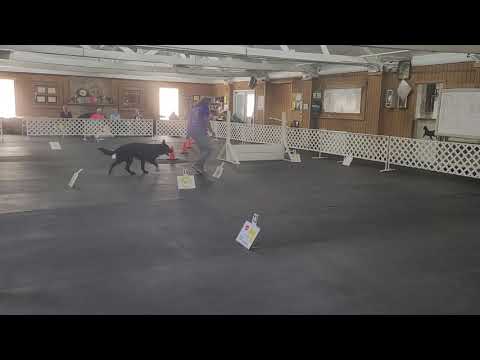 AKC Virt Rally Adv #2  Zena & Sharyn