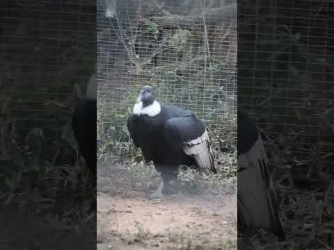 This giant bird from South America is the largest scavenger with a wingspan over 10 feet