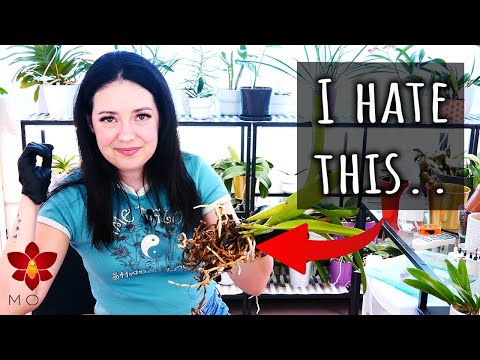 I hate repotting Orchids from chunky bark chips! 😡 - Orchid Haul Watch S2 E2