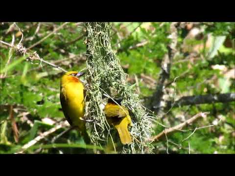 Pletiarka okuliarnatá (Ploceus ocularis) — správanie, biotop a hlas