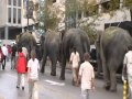 RINGLING ELE WALK 2011 Oct 12