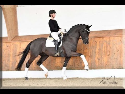 Despacito-EQUUSSTALLIONS