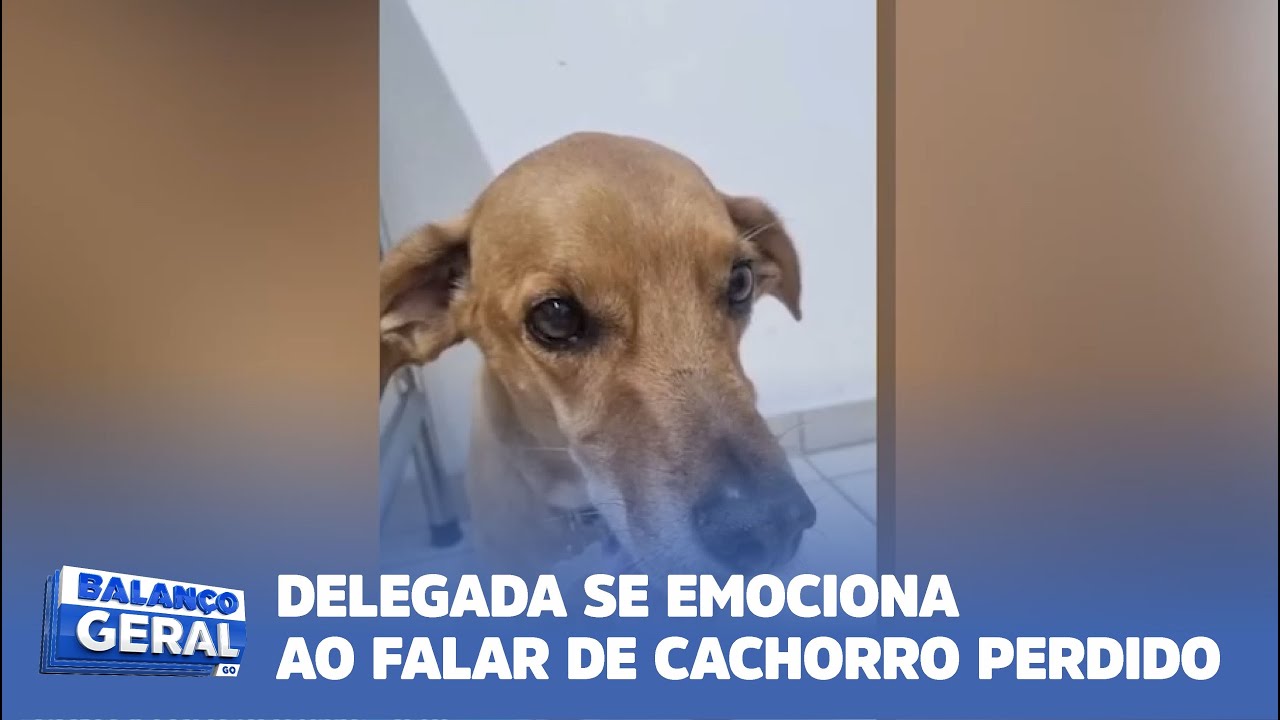 VÍDEO DE DELEGADA PROCURANDO CACHORRO PERDIDO EMOCIONA A INTERNET