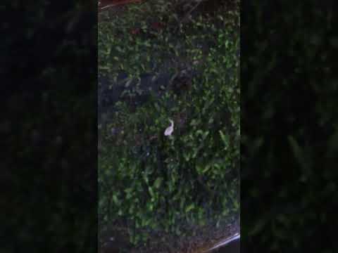 Tem um dono aqui 🌿 | Vale do Ribeira