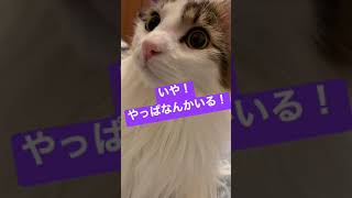 今日のしゃも様#4