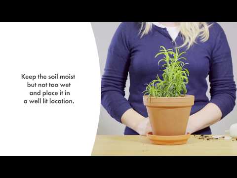Click and Grow 3 vnt. papildymas - rozmarinų sėklos video