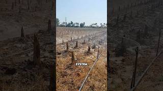 The Genius Banana Farming System Used in Thailand