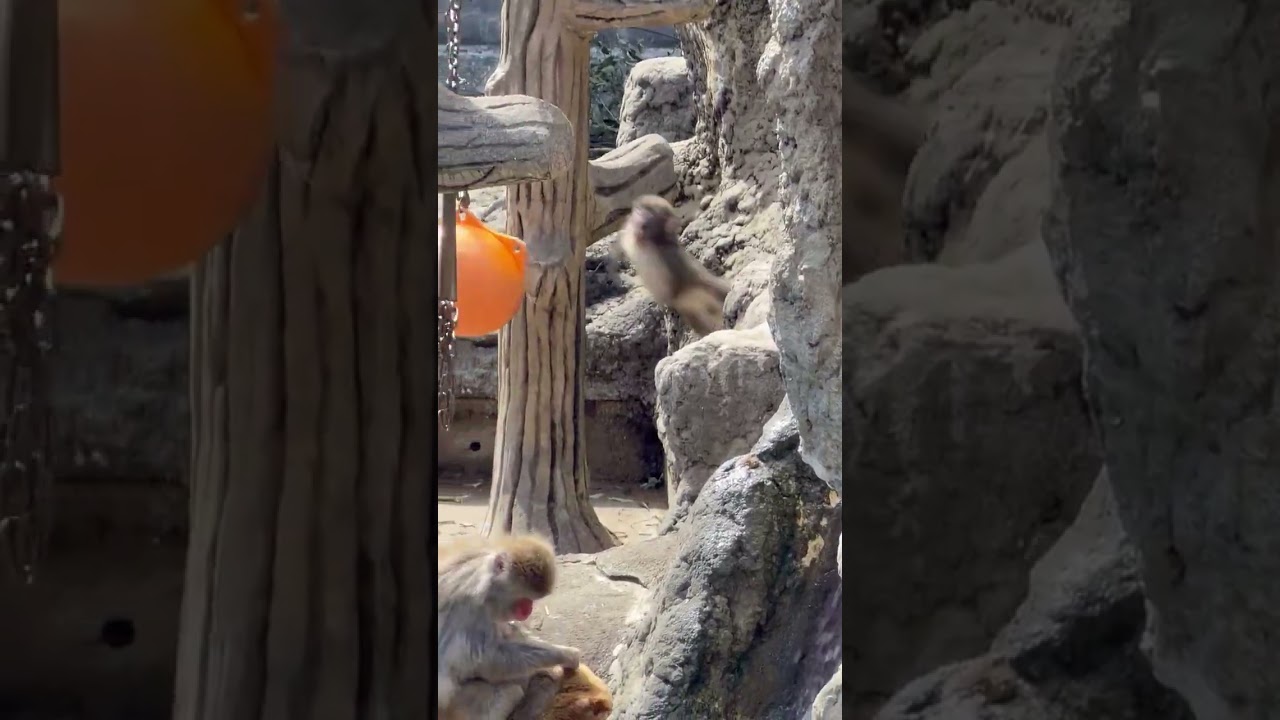 可愛すぎるパンチくん 市川市動植物園 #がんばれパンチ