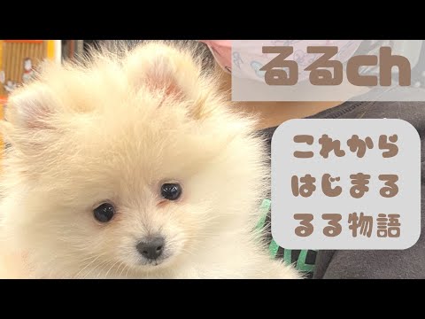 ポメラニアンのルル