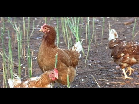 Fotograma del vídeo: Granja de gallinas de huevos ecológicos en Linares